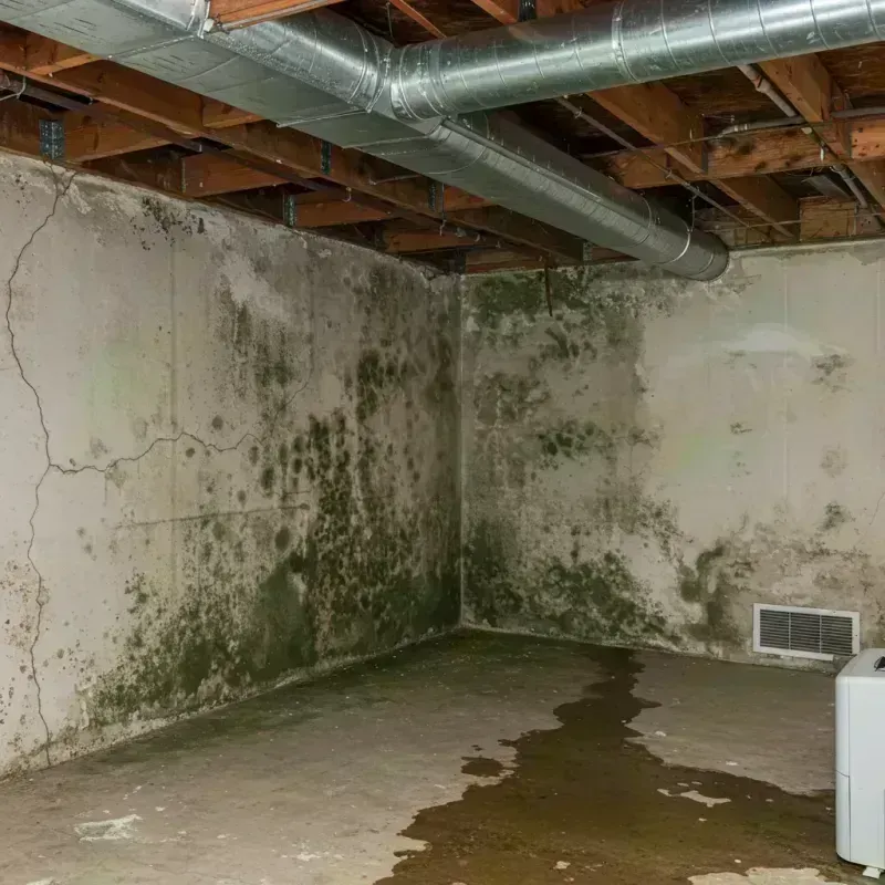 Professional Mold Removal in Davis Junction, IL